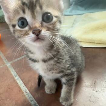 Rescue Domestic Short Hair Cats for Adoption in Austin, Texas - Magic Hat 24 | PetCurious