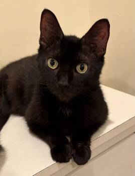 Cookie Crisp -  Domestic Short Hair Cat for Adoption in Walled Lake, Michigan - Cookie Crisp | PetCurious