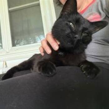 Found Rickel St, West Union IA -  Domestic Short Hair Cat for Adoption in Rochester, Minnesota - Found Rickel St, West Union IA | PetCurious