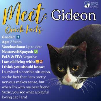 Domestic Short Hair Cats Available for Adoption in Fulton, New York - Gideon | PetCurious