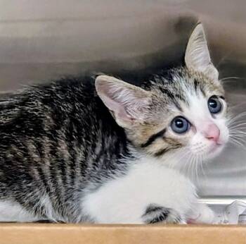 Rescue Domestic Short Hair Cats for Adoption in St. Louis, Missouri - INTEGRA | PetCurious