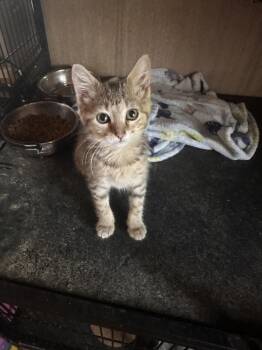 Honey -  Domestic Short Hair Cat for Adoption in Lincoln Park, Michigan - Honey | PetCurious