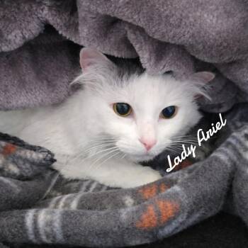 Domestic Long Hair Cats Available for Adoption in Naugatuck, Connecticut - Lady Ariel | PetCurious