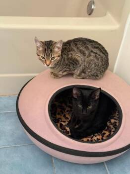 Bear / Dolly -  Domestic Short Hair Cat for Adoption in Blountville, Tennessee - Bear / Dolly | PetCurious