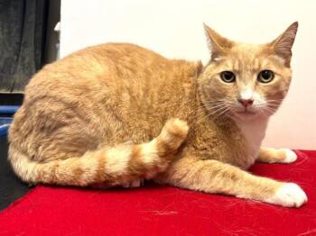ARAMIS -  Domestic Short Hair Cat Available for Adoption in Sacramento, California - ARAMIS | PetCurious