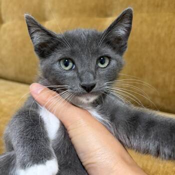 Earl -  Domestic Short Hair Cat for Adoption in Long Beach, California - Earl | PetCurious