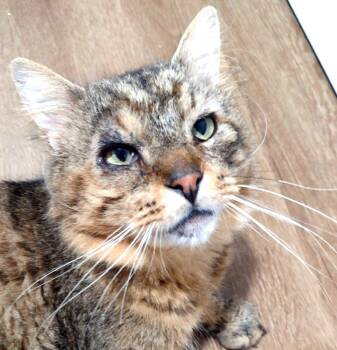 Legend -  Domestic Long Hair Cat for Adoption in Millerton, Pennsylvania - Legend | PetCurious