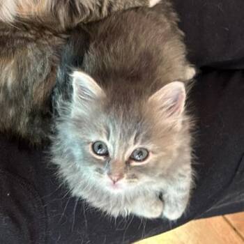 Macy Gray -  Domestic Medium Hair Cat for Adoption in Fairfax Station, Virginia - Macy Gray | PetCurious