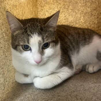 Domestic Short Hair Cats Available for Adoption - Mac | PetCurious
