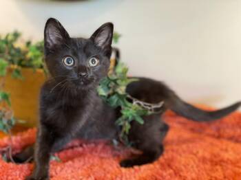 Domestic Short Hair Cats Available for Adoption in Taylor, Michigan - Tairn | PetCurious