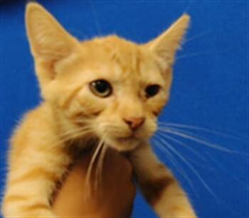 SUNNY -  Domestic Short Hair Cat for Adoption in Albuquerque, New Mexico - SUNNY | PetCurious