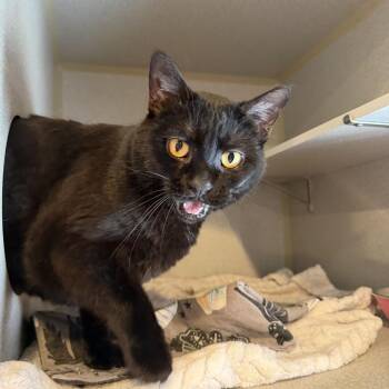 Sabrina -  Domestic Short Hair Cat for Adoption in South Riding, Virginia - Sabrina | PetCurious