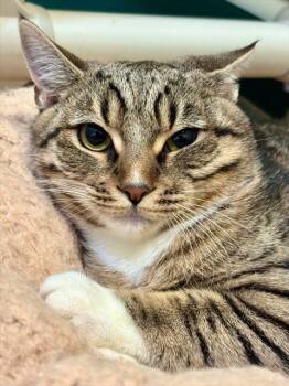 Domestic Short Hair Cats Available for Adoption - HALLEY | PetCurious
