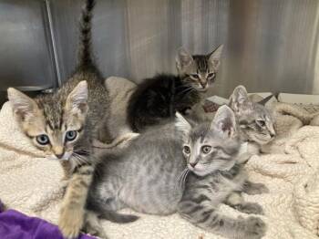 TWISTER -  Domestic Short Hair Cat for Adoption in Tustin, California - TWISTER | PetCurious