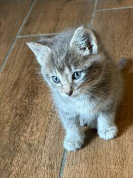 Larry -  Domestic Short Hair Cat for Adoption in Wheeling, Illinois - Larry | PetCurious