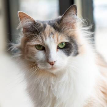 Rescue Domestic Long Hair Cats for Adoption in Durango, Colorado - Alice | PetCurious