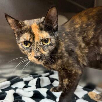 Maxine -  Domestic Short Hair Cat for Adoption in Madison, Wisconsin - Maxine | PetCurious