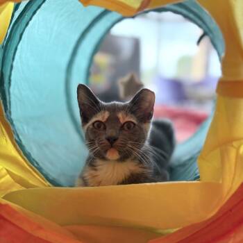 Kiko -  Domestic Short Hair Cat for Adoption in Nashville, Tennessee - Kiko | PetCurious