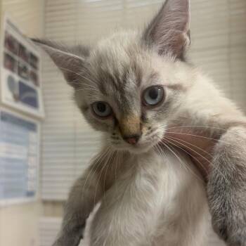 Lonnie -  Siamese Cat for Adoption in Pekin, Illinois - Lonnie | PetCurious