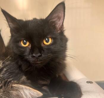 Penelope -  Domestic Medium Hair Cat for Adoption in Saint Marys, Pennsylvania - Penelope | PetCurious