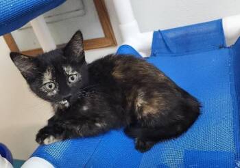 Kitten 27772 (Vally) -  Tortoiseshell Cat for Adoption in Parlier, California - Kitten 27772 (Vally) | PetCurious