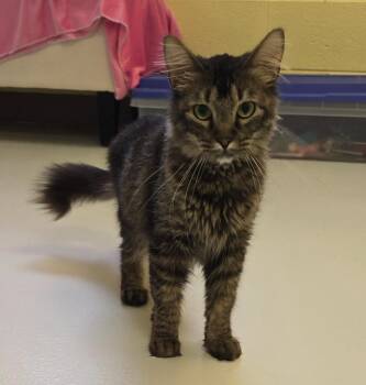 Annie -  Domestic Long Hair Cat for Adoption in Blountville, Tennessee - Annie | PetCurious