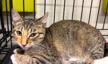 Sasha -  Tabby and Domestic Short Hair Cat for Adoption in Walnut Creek, California - Sasha | PetCurious