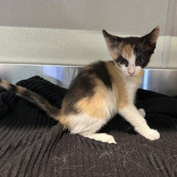 IVHS-Stray-142586 -  Domestic Short Hair Cat for Adoption in San Gabriel, California - IVHS-Stray-142586 | PetCurious