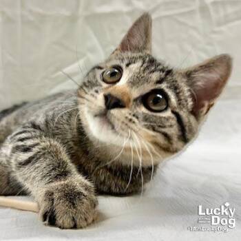 Toby -  Domestic Short Hair and Tabby Cat for Adoption in Washington, District Of Columbia - Toby | PetCurious