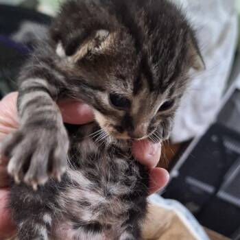 Sprinkles -  Domestic Short Hair Cat for Adoption in San Antonio, Texas - Sprinkles | PetCurious