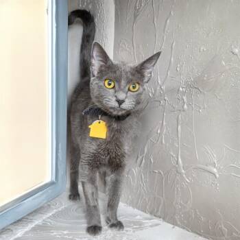 SMOKEY -  Domestic Short Hair Cat for Adoption in St. Louis, Missouri - SMOKEY | PetCurious