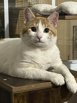 Domestic Short Hair Cats Available for Adoption in Murfreesboro, Tennessee - Viking | PetCurious