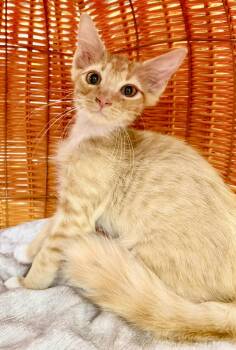 Pascal MH kitten -  Domestic Medium Hair Cat for Adoption in Jackson, Georgia - Pascal MH Kitten | PetCurious
