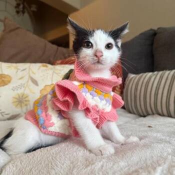 Lady Bug -  Tuxedo and Domestic Short Hair Cat for Adoption in Friendswood, Texas - Lady Bug | PetCurious