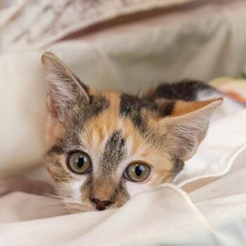 Rescue Domestic Short Hair Cats for Adoption in Lapeer, Michigan - Joanne | PetCurious