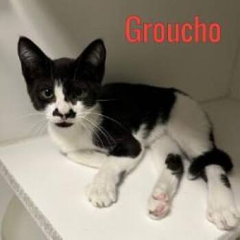 Groucho -  Domestic Short Hair Cat for Adoption in Pleasantville, New Jersey - Groucho | PetCurious