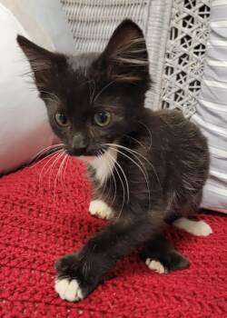 Rescue Extra Toes Cat Hemingway Polydactyl and Tuxedo Cats for Adoption in Somerset, Kentucky - Tobias | PetCurious