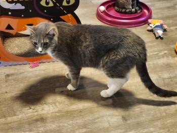 Rescue Domestic Short Hair Cats for Adoption in Rice Lake, Wisconsin - Mac | PetCurious