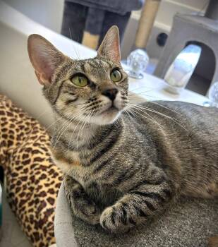 Rescue Domestic Short Hair Cats for Adoption in Jackson, Georgia - Laney | PetCurious