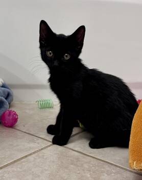 Jinx -  Domestic Short Hair Cat for Adoption in Houston, Texas - Jinx | PetCurious