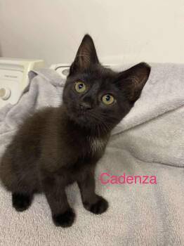 Rescue Domestic Short Hair Cats for Adoption in Cleveland, Ohio - Cadenza | PetCurious