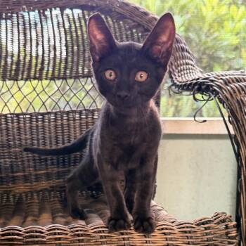 COH-A-67714 -  Domestic Short Hair Cat for Adoption in Volcano, Hawaii - COH-A-67714 | PetCurious