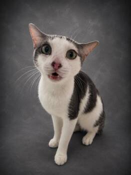 CUDDLE BUG -  Domestic Short Hair Cat for Adoption in Winter Haven, Florida - CUDDLE BUG | PetCurious