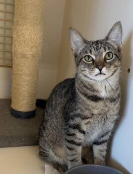 Spaghetti -  Domestic Short Hair Cat for Adoption in Little Rock, Arkansas - Spaghetti | PetCurious