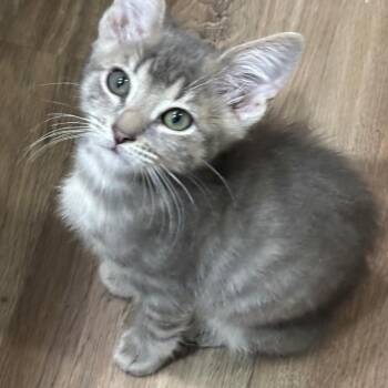 Grayson Maloney -  Domestic Medium Hair and Tabby Cat for Adoption in Morrison, Colorado - Grayson Maloney | PetCurious