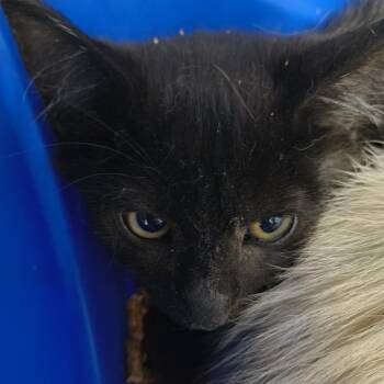 Fiasco -  Domestic Short Hair Cat for Adoption in Moses Lake, Washington - Fiasco | PetCurious