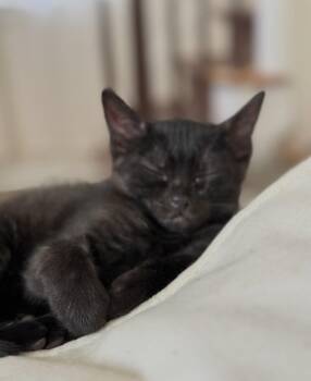 Soot Sprite -  Domestic Short Hair Cat for Adoption in Cuyahoga Falls, Ohio - Soot Sprite | PetCurious