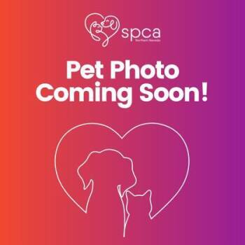 Rescue Domestic Short Hair Cats for Adoption - Doc Brown | PetCurious