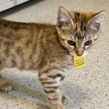 Spice - Loving and Playful -  Tabby Cat for Adoption in Hoquiam, Washington - Spice - Loving And Playful | PetCurious