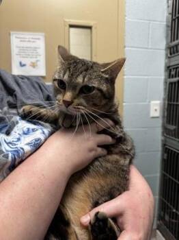 Milo Orin -  Domestic Short Hair Cat for Adoption in Fishers, Indiana - Milo Orin | PetCurious